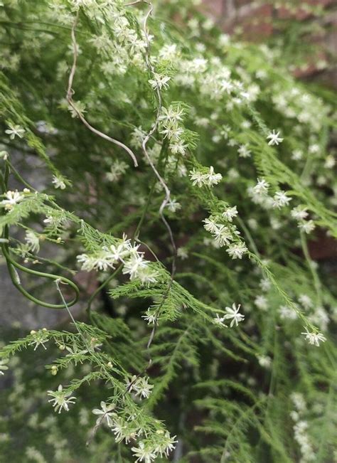 文竹花|把文竹养开花，就像“满天星”一样，枝条上爬满“白色花”